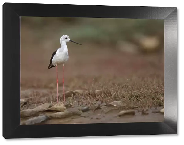 Black winged stilt (Himantopus himantopus) by a small pool in a dried out stream