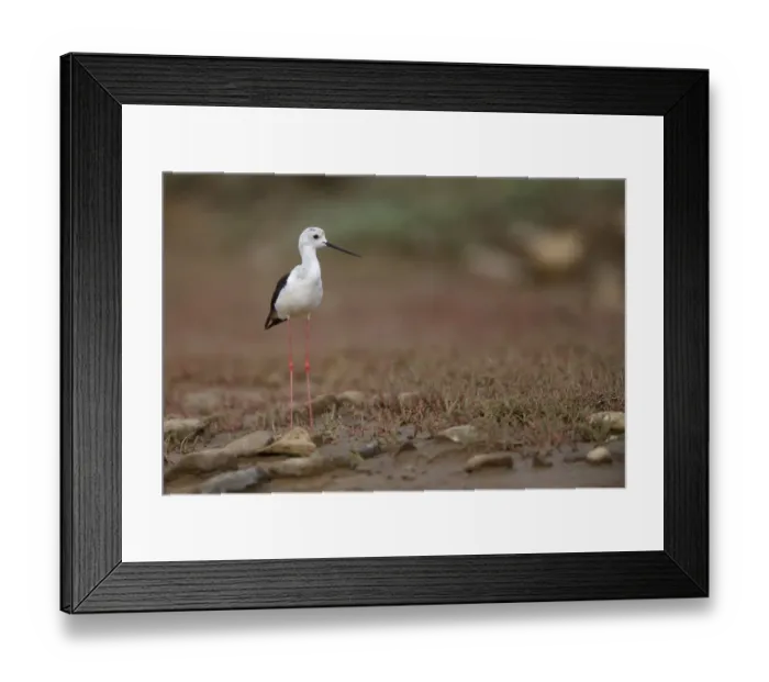 Framed Print : Black winged stilt (Himantopus himantopus) by a small pool in a dried out stream Framed Print : Black winged stilt (Himantopus himantopus) by a small pool in a dried out stream