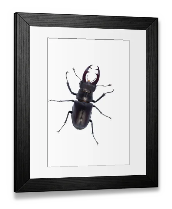 Framed Print : Male Stag beetle (Lucanus cervus) Suffolk, England, June 2009 WWE BOOK, WWE OUTDOOR EXHIBITION Framed Print : Male Stag beetle (Lucanus cervus) Suffolk, England, June 2009 WWE BOOK, WWE OUTDOOR EXHIBITION
