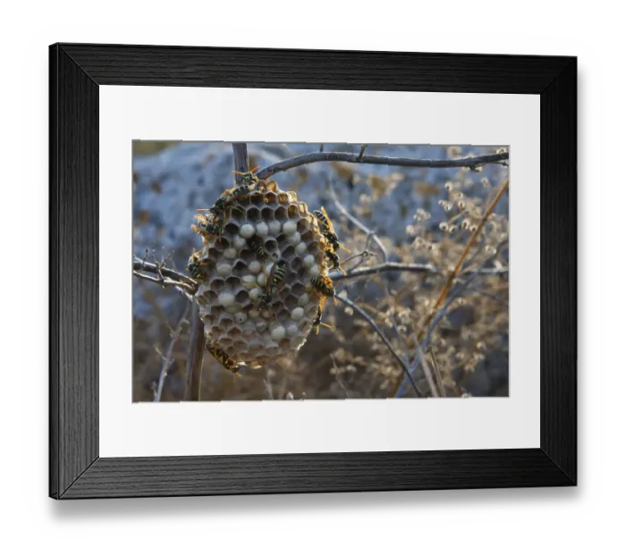 Framed Print : Wasps on nest, Bagerova Steppe, Kerch Peninsula, Crimea, Ukraine, July 2009 Framed Print : Wasps on nest, Bagerova Steppe, Kerch Peninsula, Crimea, Ukraine, July 2009