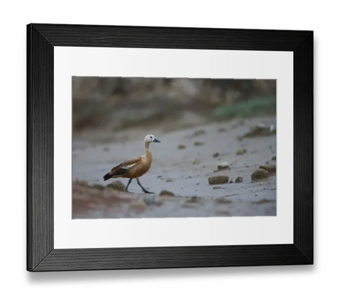 Framed Print : Ruddy shelduck (Tadorna ferruginea) in a dried out stream, Bagerova Steppe, Kerch Peninsula Framed Print : Ruddy shelduck (Tadorna ferruginea) in a dried out stream, Bagerova Steppe, Kerch Peninsula