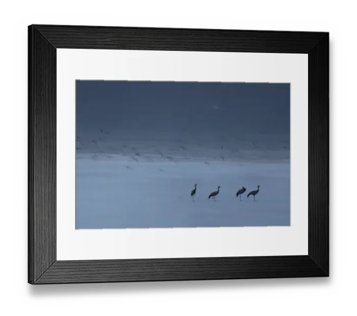 Framed Print : Group of Demoiselle cranes (Anthropoides virgo) resting at the edge of a a salt lake Framed Print : Group of Demoiselle cranes (Anthropoides virgo) resting at the edge of a a salt lake