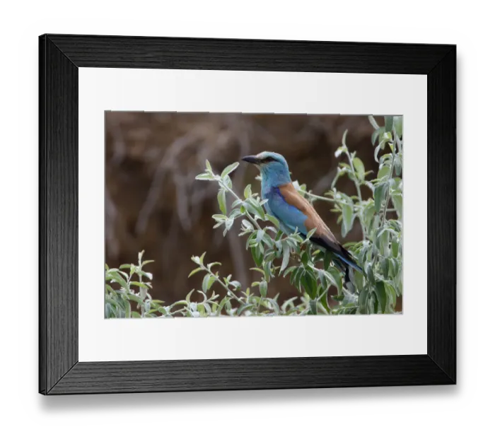Framed Print : Common roller (Coracias garrulus) perched in a bush, Bagerova Steppe, Kerch Peninsula Framed Print : Common roller (Coracias garrulus) perched in a bush, Bagerova Steppe, Kerch Peninsula