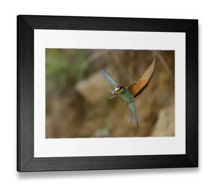 Framed Print : European bee eater (Merops apiaster) in flight with Dragonfly prey, Bagerova Steppe Framed Print : European bee eater (Merops apiaster) in flight with Dragonfly prey, Bagerova Steppe