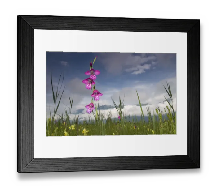 Framed Print : Gladiolus (Gladiolus palustris) flowering in meadow, Liechtenstein, June 2009 WWE BOOK