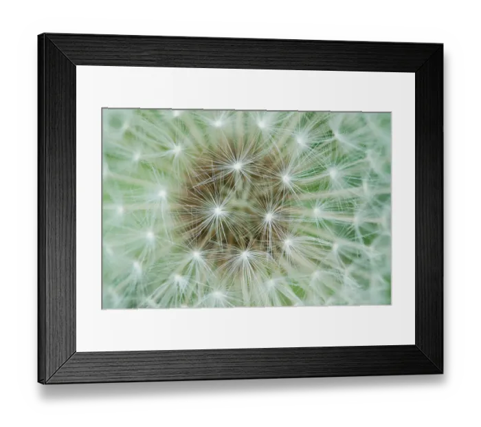 Framed Print : Close-up of a Mountain hawkbit (Leontodon montanus) seed head, Liechtenstein, June 2009 WWE BOOK. WWE INDOOR EXHIBITION Framed Print : Close-up of a Mountain hawkbit (Leontodon montanus) seed head, Liechtenstein, June 2009 WWE BOOK. WWE INDOOR EXHIBITION
