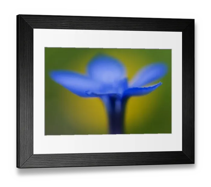 Framed Print : RF- Spring gentian (Gentiana verna) flower, Liechtenstein, June Framed Print : RF- Spring gentian (Gentiana verna) flower, Liechtenstein, June