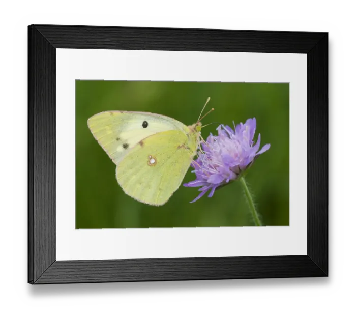 Framed Print : Bergers clouded yellow butterfly (Colias alfacariensis) on flower, Liechtenstein Framed Print : Bergers clouded yellow butterfly (Colias alfacariensis) on flower, Liechtenstein