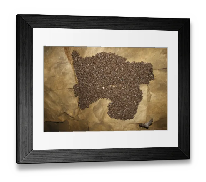 Framed Print : Lesser mouse eared bat (Myotis blythii) colony roosting in cave, Bagerova Steppe Framed Print : Lesser mouse eared bat (Myotis blythii) colony roosting in cave, Bagerova Steppe