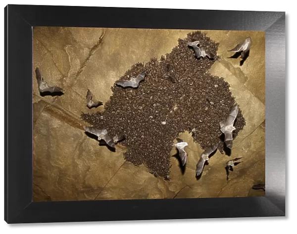 Colony of Lesser mouse eared bats (Myotis blythii) roosting in cave, some in flight