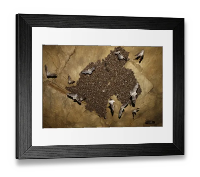 Framed Print : Colony of Lesser mouse eared bats (Myotis blythii) roosting in cave, some in flight Framed Print : Colony of Lesser mouse eared bats (Myotis blythii) roosting in cave, some in flight