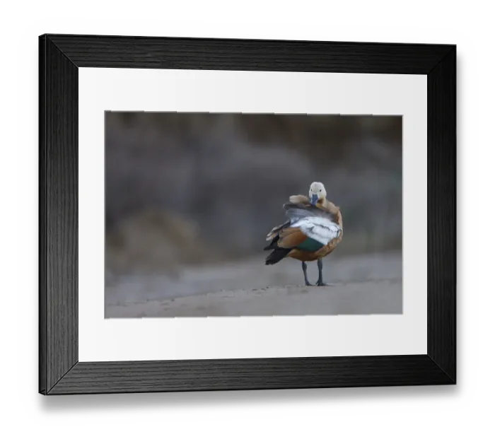 Framed Print : Ruddy shelduck (Tadorna ferruginea) preening, Bagerova Steppe, Kerch Peninsula, Crimea Framed Print : Ruddy shelduck (Tadorna ferruginea) preening, Bagerova Steppe, Kerch Peninsula, Crimea