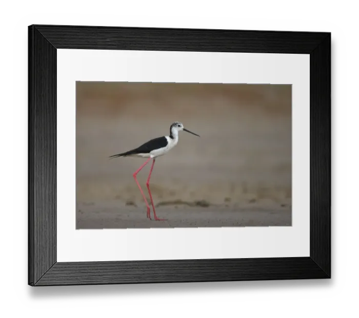 Framed Print : Black winged stilt (Himantopus himantopus) profile, Bagerova Steppe, Kerch Peninsula Framed Print : Black winged stilt (Himantopus himantopus) profile, Bagerova Steppe, Kerch Peninsula