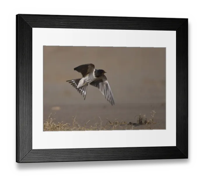 Framed Print : Barn swallow (Hirundo rustica) in flight, Bagerova Steppe, Kerch Peninsula, Crimea Framed Print : Barn swallow (Hirundo rustica) in flight, Bagerova Steppe, Kerch Peninsula, Crimea