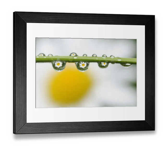 Framed Print : Mountain daisy (Leucanthemum adustum) seen multiple times in water droplets on a blade of grass