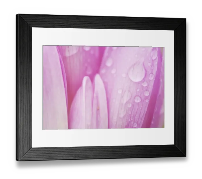 Framed Print : Close-up of Meadow saffron crocus (Colchicum autumnale) petals covered in water droplets Framed Print : Close-up of Meadow saffron crocus (Colchicum autumnale) petals covered in water droplets