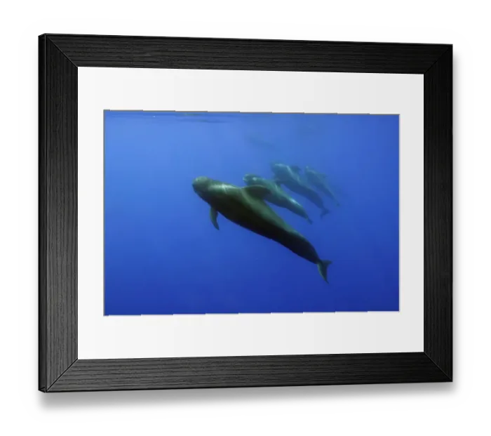 Framed Print : Four Short finned pilot whales (Globicephala macrorhynchus) in a line, Pico, Azores Framed Print : Four Short finned pilot whales (Globicephala macrorhynchus) in a line, Pico, Azores