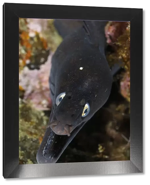 Black moray (Muraena augusti) with mouth open, Pico and Faial, Azores, Portugal