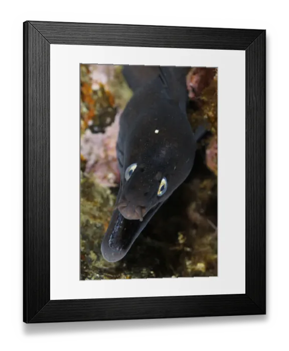 Framed Print : Black moray (Muraena augusti) with mouth open, Pico and Faial, Azores, Portugal Framed Print : Black moray (Muraena augusti) with mouth open, Pico and Faial, Azores, Portugal