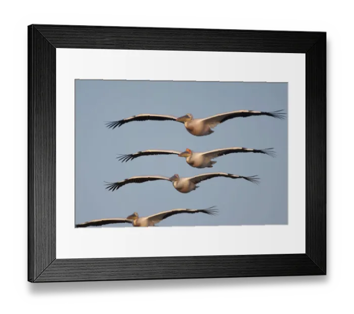 Framed Print : Four White pelicans (Pelecanus onolocratus) in flight, Danube Delta, Romania, May Framed Print : Four White pelicans (Pelecanus onolocratus) in flight, Danube Delta, Romania, May