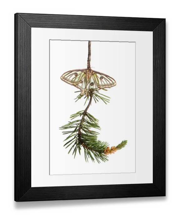 Framed Print : Female Spanish luna / Isabelline moth (Graellsia isabellina) on twig, Queyras Natural Park Framed Print : Female Spanish luna / Isabelline moth (Graellsia isabellina) on twig, Queyras Natural Park