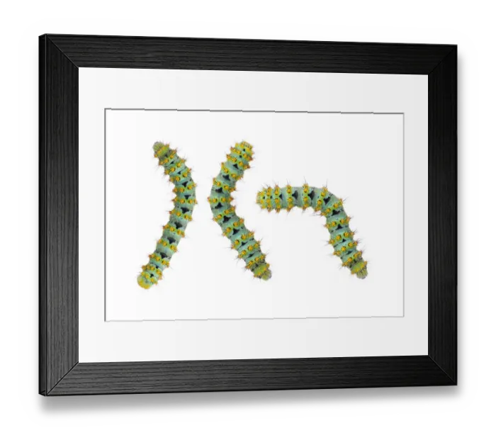 Framed Print : Small emperor moth (Saturnia pavonia) caterpillar, Digne les Bains, France, May 2009 Framed Print : Small emperor moth (Saturnia pavonia) caterpillar, Digne les Bains, France, May 2009