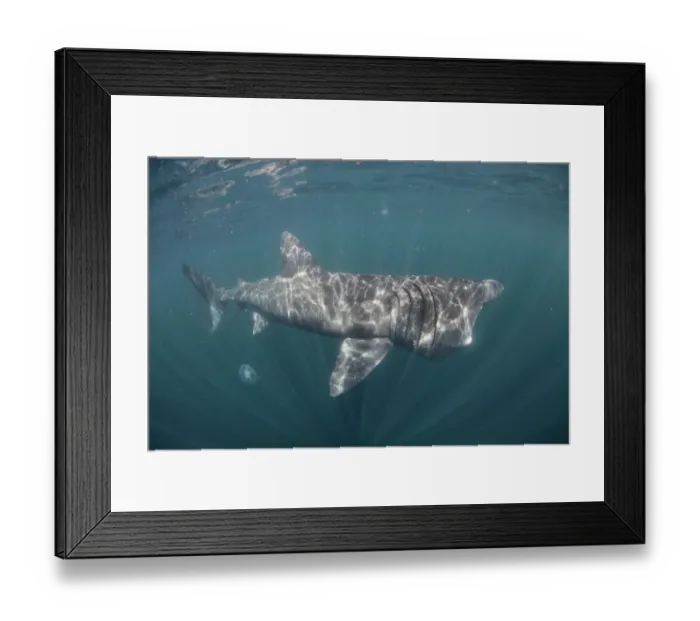 Framed Print : Basking shark (Cetorhinus maximus) off the Island of Mull (Coll and Tiree Islands area) Scotland Framed Print : Basking shark (Cetorhinus maximus) off the Island of Mull (Coll and Tiree Islands area) Scotland