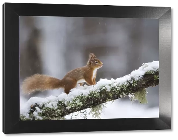 Red squirrel (Sciurus vulgaris) on branch in snow, Glenfeshie, Cairngorms National Park