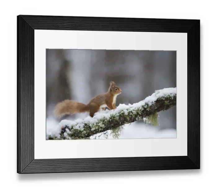 Framed Print : Red squirrel (Sciurus vulgaris) on branch in snow, Glenfeshie, Cairngorms National Park Framed Print : Red squirrel (Sciurus vulgaris) on branch in snow, Glenfeshie, Cairngorms National Park