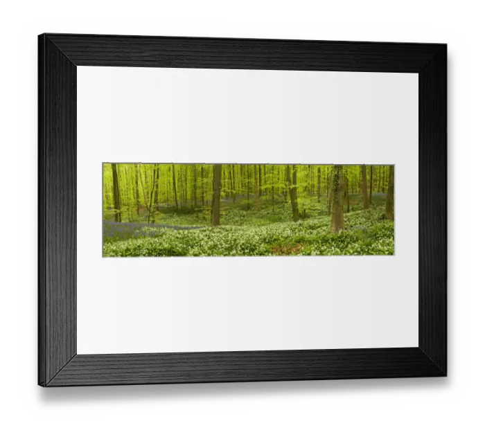 Framed Print : Wild garlic (Allium ursinum) and Bluebell (Hyacinthoides non-scripta / Endymion non-scriptum) Framed Print : Wild garlic (Allium ursinum) and Bluebell (Hyacinthoides non-scripta / Endymion non-scriptum)
