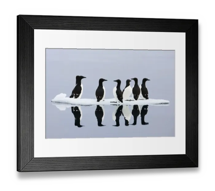 Framed Print : Brunnichs guillemots (Uria lomvia) on ice, Spitsbergen, Svalbard, June 2009 WWE BOOK Framed Print : Brunnichs guillemots (Uria lomvia) on ice, Spitsbergen, Svalbard, June 2009 WWE BOOK