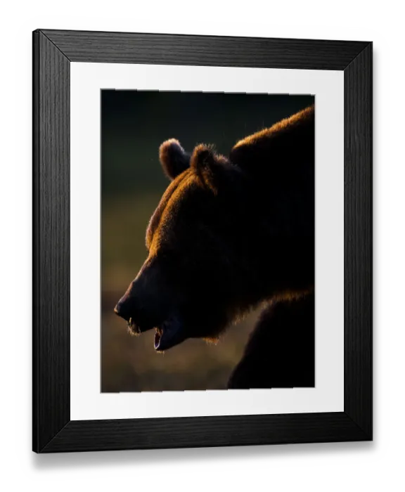 Framed Print : European brown bear (Ursos arctos) backlit by sun, Kuhmo, Finland, July 2009 WWE BOOK Framed Print : European brown bear (Ursos arctos) backlit by sun, Kuhmo, Finland, July 2009 WWE BOOK