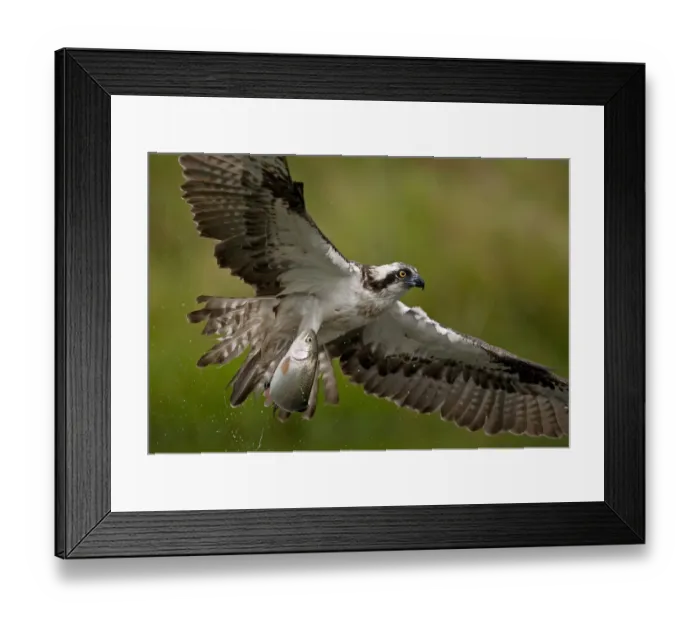 Framed Print : Osprey (Pandion haliaetus) in flight with fish, Kangasala, Finland, August 2009 WWE BOOK Framed Print : Osprey (Pandion haliaetus) in flight with fish, Kangasala, Finland, August 2009 WWE BOOK