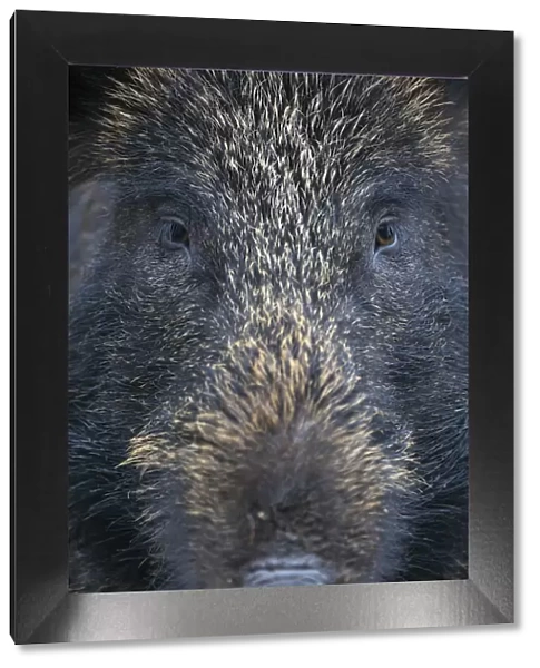 Close up portrait of female Wild boar (Sus scrofa) Alladale, Scotland, July 2009 WWE BOOK