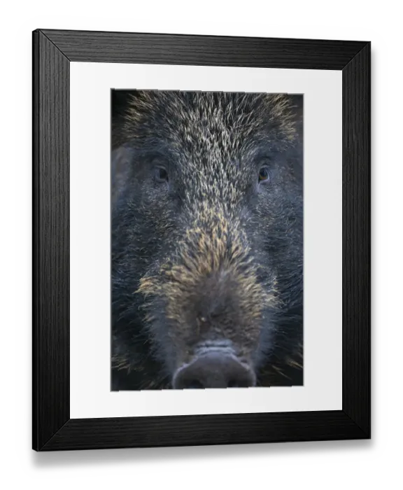 Framed Print : Close up portrait of female Wild boar (Sus scrofa) Alladale, Scotland, July 2009 WWE BOOK Framed Print : Close up portrait of female Wild boar (Sus scrofa) Alladale, Scotland, July 2009 WWE BOOK
