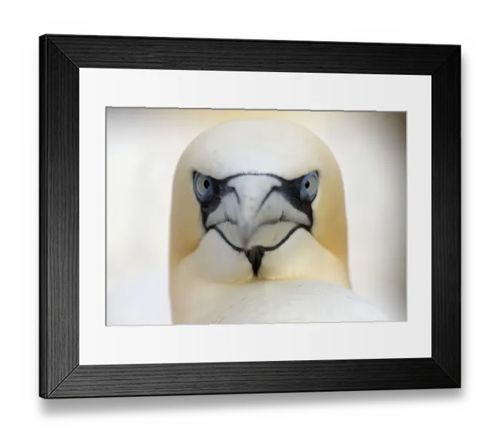 Framed Print : Gannet (Morus bassanus) head portrait, Saltee Islands, Ireland, June 2009 WWE BOOK Framed Print : Gannet (Morus bassanus) head portrait, Saltee Islands, Ireland, June 2009 WWE BOOK