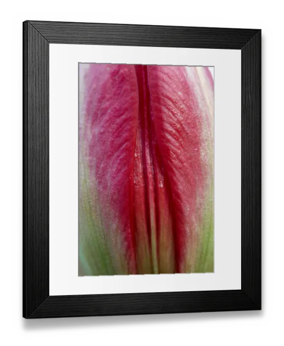 Framed Print : Close-up of closed Tulip (Tulipa doerfleri) flower, Spili, Crete, Greece, April 2009