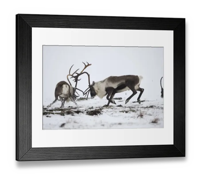 Framed Print : Reindeer (Rangifer tarandus) fighting, Forollhogna National Park, Norway, September Framed Print : Reindeer (Rangifer tarandus) fighting, Forollhogna National Park, Norway, September