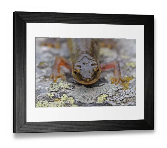 Framed Print : Palmate newt (Lissotriton helveticus) on lichen covered rock, living at 2, 150m, Vall DIncles Framed Print : Palmate newt (Lissotriton helveticus) on lichen covered rock, living at 2, 150m, Vall DIncles