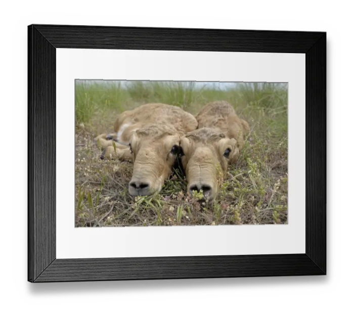 Framed Print : Two newborn Saiga antelope (Saiga tatarica) calves lying on ground, Cherniye Zemli Framed Print : Two newborn Saiga antelope (Saiga tatarica) calves lying on ground, Cherniye Zemli