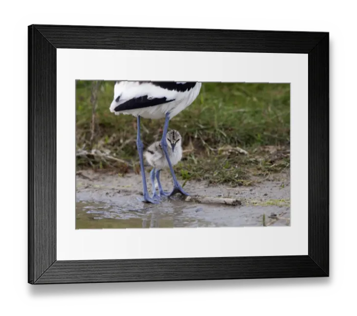 Framed Print : Avocet (Recurvirostra avosetta) chick standing behind parents legs, Texel, Netherlands Framed Print : Avocet (Recurvirostra avosetta) chick standing behind parents legs, Texel, Netherlands