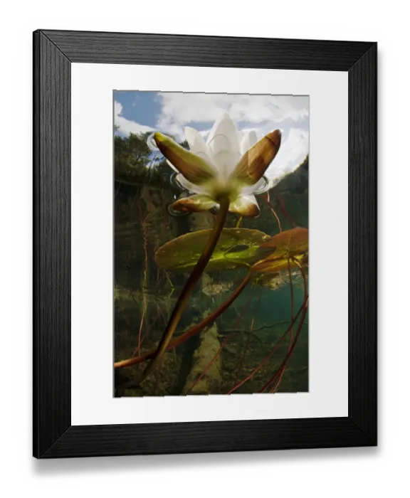 Framed Print : European white water lily (Nymphaea alba) flower in lake, Bohusln, Sweden, August Framed Print : European white water lily (Nymphaea alba) flower in lake, Bohusln, Sweden, August