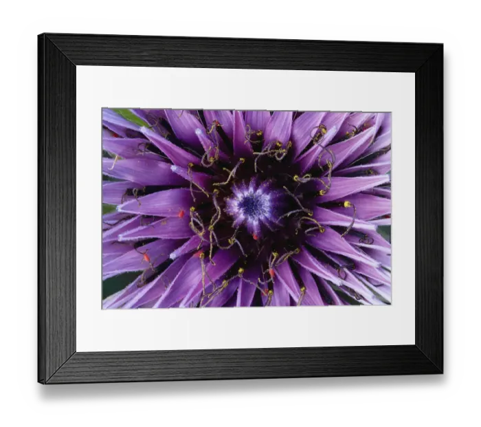 Framed Print : Goats beard / Salsify (Tragopogon sinuatus) close-up of flower head, Prina, Crete Framed Print : Goats beard / Salsify (Tragopogon sinuatus) close-up of flower head, Prina, Crete