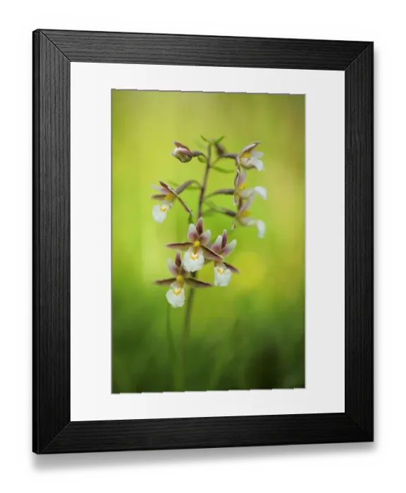 Framed Print : Marsh helleborine (Epipactis palustris) in flower, Hvblege, Mn, Denmark, July 2009 WWE BOOK Framed Print : Marsh helleborine (Epipactis palustris) in flower, Hvblege, Mn, Denmark, July 2009 WWE BOOK