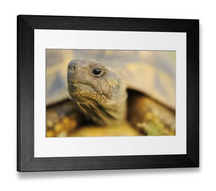 Framed Print : Greek land / Spur thighed tortoise (Testudo graeca) head portrait, Lake Kerkini, Macedonia Framed Print : Greek land / Spur thighed tortoise (Testudo graeca) head portrait, Lake Kerkini, Macedonia