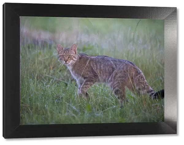 Wild cat (Felis silvestris) in grassland, Codrii Forest Reserve, Moldova, June WWE BOOK