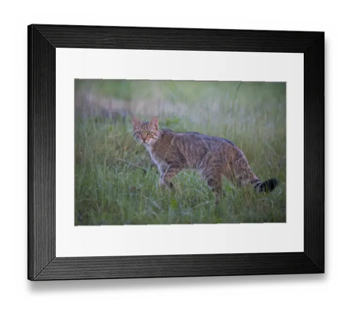 Framed Print : Wild cat (Felis silvestris) in grassland, Codrii Forest Reserve, Moldova, June WWE BOOK Framed Print : Wild cat (Felis silvestris) in grassland, Codrii Forest Reserve, Moldova, June WWE BOOK
