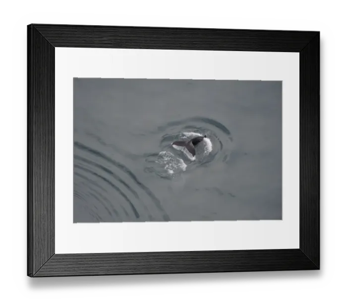 Framed Print : Aerial view of a Humpback whale (Megaptera novaeangliae) fluking, Skjalfandi Bay Framed Print : Aerial view of a Humpback whale (Megaptera novaeangliae) fluking, Skjalfandi Bay