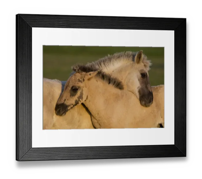 Framed Print : Two Konik horse foals mutual grooming, Oostvaardersplassen, Netherlands, June 2009 Framed Print : Two Konik horse foals mutual grooming, Oostvaardersplassen, Netherlands, June 2009