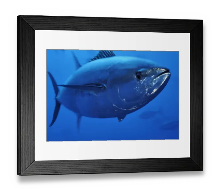 Framed Print : Atlantic bluefin tuna (Thunnus thynnus) portrait, captive, Malta, Mediteranean, May
